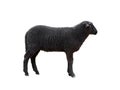 Black sheep isolated on white background Royalty Free Stock Photo