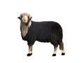 black sheep isolated on white background Royalty Free Stock Photo