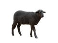 Black sheep isolated on white background Royalty Free Stock Photo