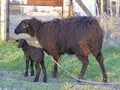 Black sheep and lamb isolated over white Royalty Free Stock Photo