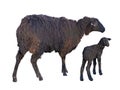 Black sheep and lamb isolated over white Royalty Free Stock Photo