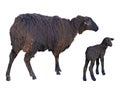Black sheep and lamb over white Royalty Free Stock Photo
