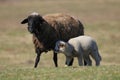 Black sheep and lamb in the pasture Royalty Free Stock Photo