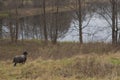 Black headed sheep in pasture Royalty Free Stock Photo