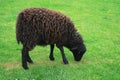 Black sheep - Ouessant sheep