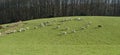 black sheep panorama Royalty Free Stock Photo