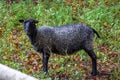 A black sheep in profile view in a pasture