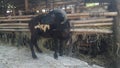 black sheep at the qurban animal trade