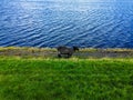 Black sheep running on the beach Royalty Free Stock Photo