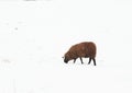 Black sheep on snow Royalty Free Stock Photo