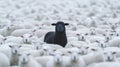 Black sheep standing out in a herd of white sheep, symbol of uniqueness and individuality Royalty Free Stock Photo