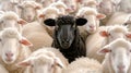 Black sheep stands distinct among the white flock Royalty Free Stock Photo