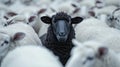 A black sheep stands among many white lambs Generated AI Royalty Free Stock Photo