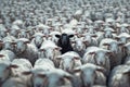 Black sheep stands out among flock of thousands white sheep Royalty Free Stock Photo