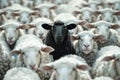 Black sheep stands out among flock of white sheep. Standing out, being different Royalty Free Stock Photo