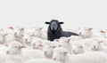 A black sheep stands out in a herd of white sheep. The quality. Royalty Free Stock Photo