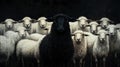 A black sheep stands out in the middle of an crowd with white sheep. The concept shows individuality and different Royalty Free Stock Photo