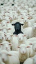 Black sheep stands out in middle of white sheeps, looking at camera,outstanding elite concept Royalty Free Stock Photo