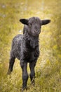 Black sheep staring in a field Royalty Free Stock Photo