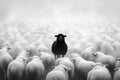 A black sheep surrounded by a flock of white sheep. Royalty Free Stock Photo