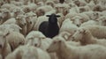 black sheep surrounded by white sheep. Royalty Free Stock Photo