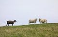 A Black Sheep With Two White Sheep Royalty Free Stock Photo