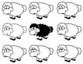 Black sheep white background Royalty Free Stock Photo