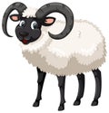 Black sheep white background Royalty Free Stock Photo