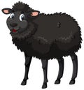 A black sheep on white background Royalty Free Stock Photo