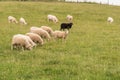 Black sheep with white flock Royalty Free Stock Photo