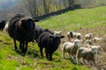 black sheep and white lambs on sunny hill Royalty Free Stock Photo