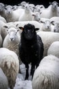 A black sheep among white sheep, vector image AI generated Royalty Free Stock Photo