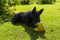 Black shepherd dog gnaws torn soccer ball on green lawn in summer Royalty Free Stock Photo