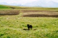 Black shepherd dog in a pasture on green grass against the background of mountains on the horizon, in the Durmitor Royalty Free Stock Photo