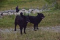 Black shepherd dogs standing guard over flock of sheep passing by in the mountain meadow Royalty Free Stock Photo