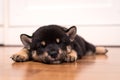 Black Shiba Inu dog are laying and rolling on the wooden floor in the bedroom Royalty Free Stock Photo