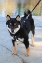 Black Shiba Inu Dog on Leash