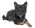 Black shiba inu