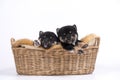 A black Shiba Inu puppy lying in a basket placed on a white background Royalty Free Stock Photo