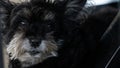 Black Shih Tzu dog, black fur lying