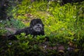 Black shih tzu dogs enjoy the outdoors. cute little black dog