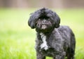 A black Shih Tzu mixed breed dog standing outdoors