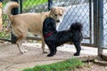 Black Shih Tzu and Mutt Dog playing in the park on springtime