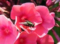 Black fly on beautiful pink flower , Lithuania Royalty Free Stock Photo