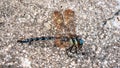 Black and shiny blue body dragonfly on asphalt surface close up side view Royalty Free Stock Photo