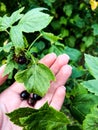 Black shiny currant berries lie on the girl`s hand with a manicure. green leaves surround juicy and ripe berries. currant bush, Royalty Free Stock Photo