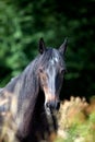 Black shiny horse in green meadow Royalty Free Stock Photo
