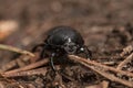 A black, shiny-shelled beetle on the forest floor