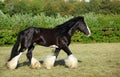 Black shire heavy draft horse runs trot in green felds