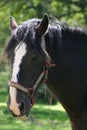 Black Shire Horse with a white face Royalty Free Stock Photo